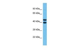 OR4Q3 Rabbit anti-Human, Polyclonal, Novus Biologicals 0.1ml; Unconjugated:Antibodies,